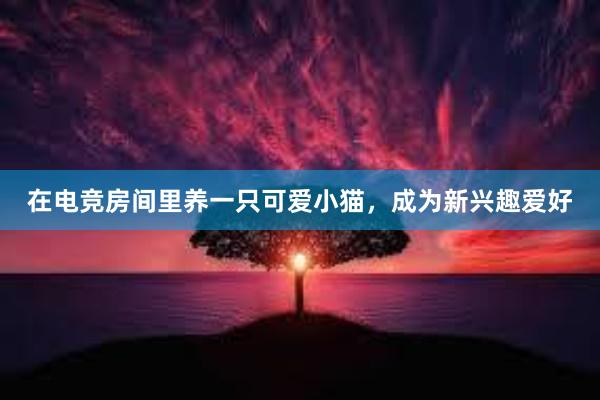 在电竞房间里养一只可爱小猫，成为新兴趣爱好